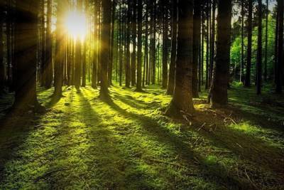 Белгородская область присоединится к акции «Сохраним лес»