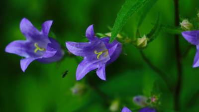 Уникальный цветок: в Сочи зацвел колокольчик твердолистный