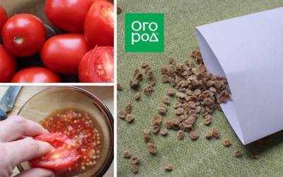 Ферментируем и обеззараживаем семена томатов в сенной палочке: пошаговая инструкция