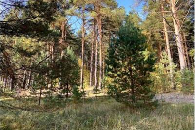 В Тверской области появится памятник природы «Монастырский лес»