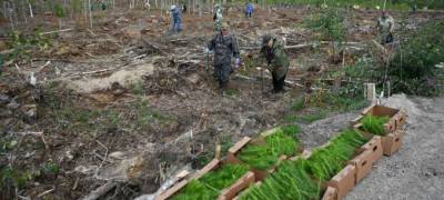 Молодые сосны посадили в пострадавшем от лесных пожаров районе Карелии