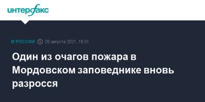 Один из очагов пожара в Мордовском заповеднике вновь разросся