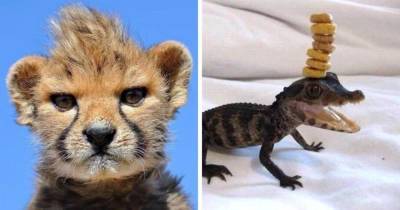14 очаровательных снимков малышей животных, которые вскоре вырастут в очень опасных типов