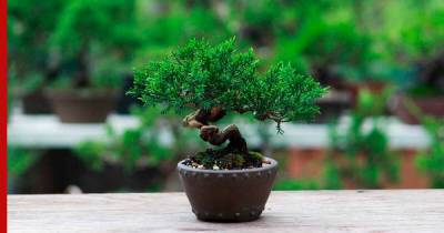 Миниатюрное дерево: как самостоятельно вырастить бонсай
