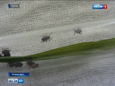 В Ростовской области с начала года после укуса клещами 16 человек заразились КГЛ