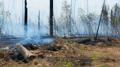 В Мордовском заповеднике около Сарова действуют два очага пожара