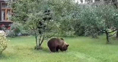 ВИДЕО: Под Валмиерой медведи забрались в сад и объели сливовое дерево