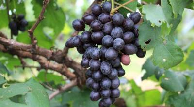 Обрезка винограда: кордонная формировка сильнорослых сортов