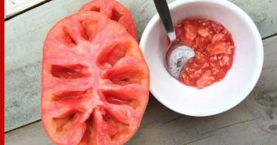 Семена томатов: как собрать и сохранить до следующего года
