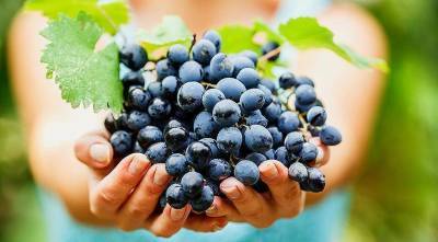 Полезные свойства винограда. Что такое ампелотерапия? - skuke.net - Китай
