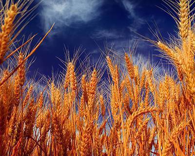 Особенности возделывания низкостебельных сортов пшеницы