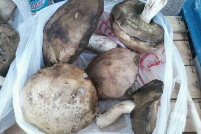 В Саратовской области открыт сезон отравления грибами