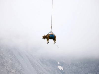 В Швейцарии дюжину травмированных коров эвакуировали вертолетами