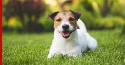 Как защитить газон от собак, рассказали эксперты