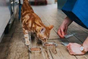 Что делать, если кот наотрез отказывается от еды