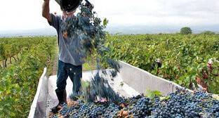 Власти пообещали компенсации потерявшим урожай виноградарям Кахетии