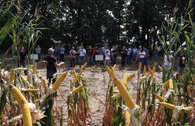 Digital Field-2021: определены наиболее эффективные технологии питания кукурузы