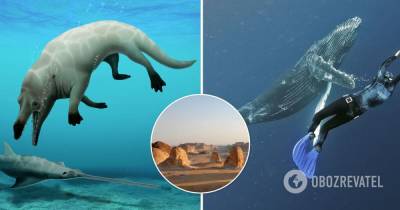 В Египте нашли останки кита, который мог ходить по суше