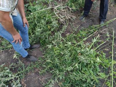 В Тербунах наркополицейские изъяли 2,5 килограммов марихуаны и 38 кустов конопли