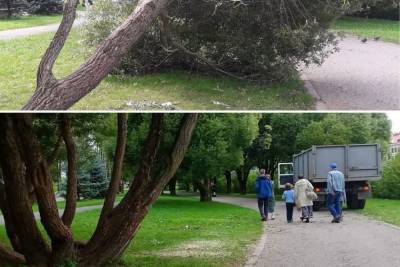 Фотофакт: в Финском парке в Пскове упало большое дерево