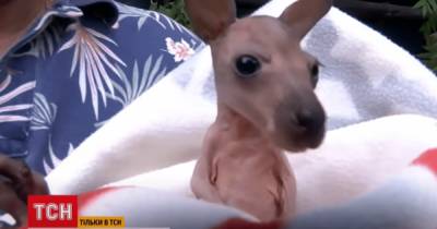 В Бердянске спасли новорожденного кенгуренка, мать которого погибла при грозе (видео)