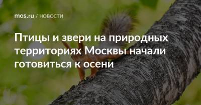 Птицы и звери на природных территориях Москвы начали готовиться к осени
