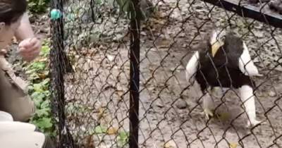 В Калининградском зоопарке показали, как белоплечего орлана приучают к медицинским процедурам (видео)