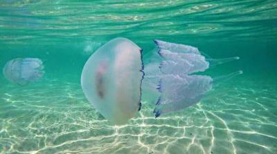 Словно к телу приложили утюг: отдыхающие в Кирилловке показали, какой бывает реакция на укус медузы