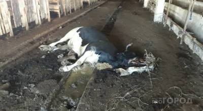 Жители: «В Вурнарском районе коров держат без еды»