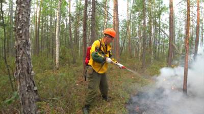 Почти 250 тысяч гектаров леса горит сейчас в России