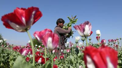 При американцах афганские героиновые плантации выросли в сто раз