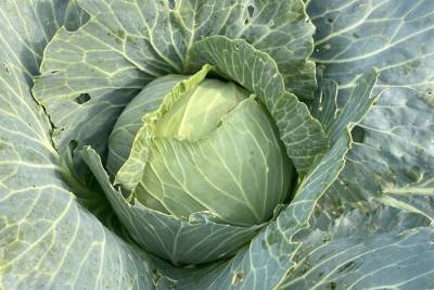 Пять овощей, которые все привыкли считать полезными, могут стать причиной болезней