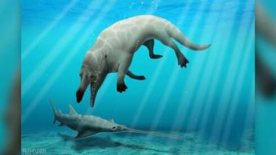 В Египте обнаружили четырехногого кита