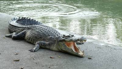В районе Кинерета свободно разгуливает крокодил