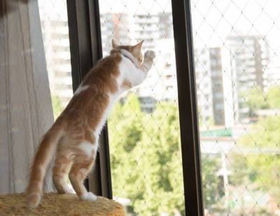 Жителям городских «высоток»: как уберечь своих кошек