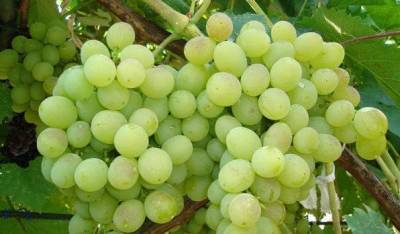 Описание сорта винограда Восторг