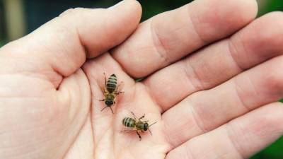 В Анапе пасечник разобрал пчелиное гнездо голыми руками