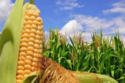 Как варить кукурузу, чтобы она получалась нежной, сочной и вкусной? - skuke.net