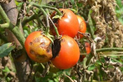 В чём причина фитофтороза помидоров и как с этим бороться