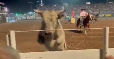 Шокированные зрители закричали, когда бык во время родео решил запрыгнуть на трибуну