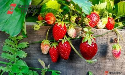 Какие ягоды опасны для здоровья: отвечает диетолог