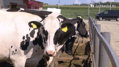 В Ульяновской области откроется новая ферма «умного» молока