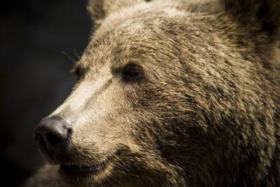 Медведь напал на мужчин в Иркутской области