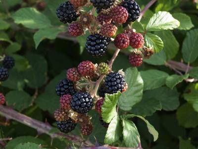 Гастроэнтеролог Бережная рассказала, что садовые ягоды могут быть опасны для здоровья