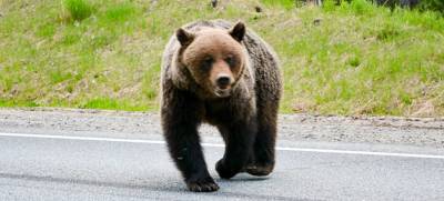 В Усть-Удинском районе Приангарья медведь напал на лесников