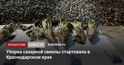 Уборка сахарной свеклы стартовала в Краснодарском крае