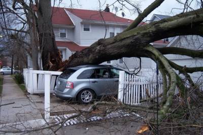 В Московской области из-за сильного ливня повалило деревья, повреждены автомобили