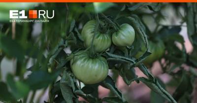 8 распространенных болезней томатов, и как с ними бороться