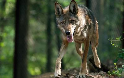 В Волгоградской области ввели карантин из-за волка с бешенством