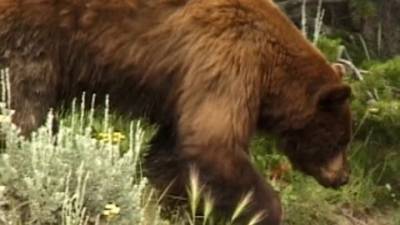 После нападения на людей в Ергаках отстрелят 5 медведей